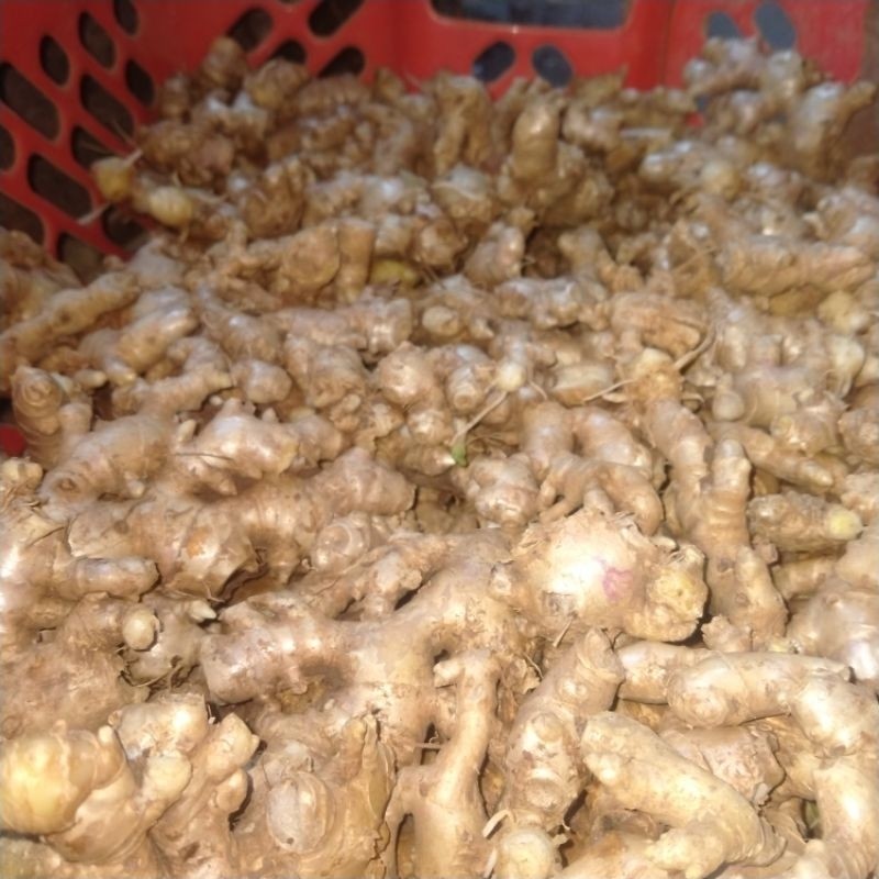 

Jahe empret fresh ,baru petik 1 kg