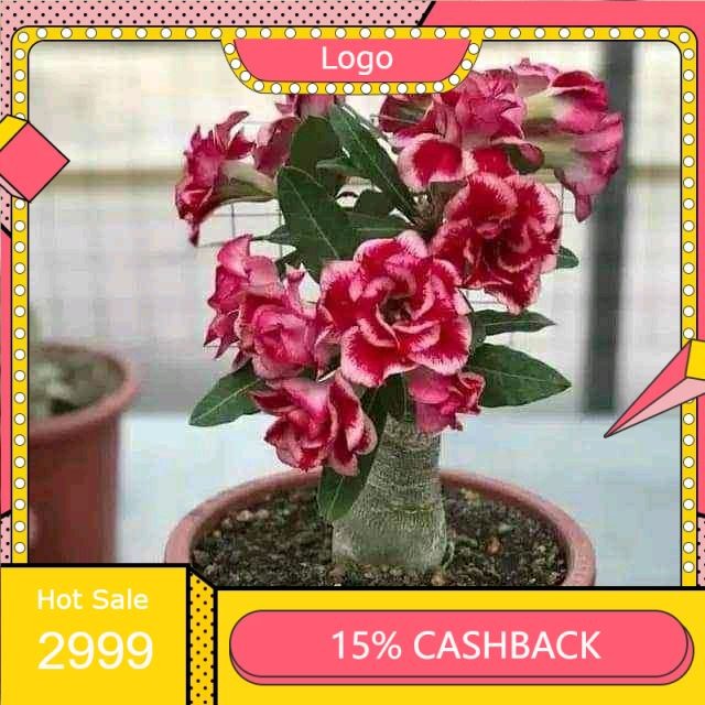 BIBIT KAMBOJA JEPANG / TANAMAN HIAS ADENIUM BUNGA TUMPUK / bibit adenium kembang tumpuk / adenium
