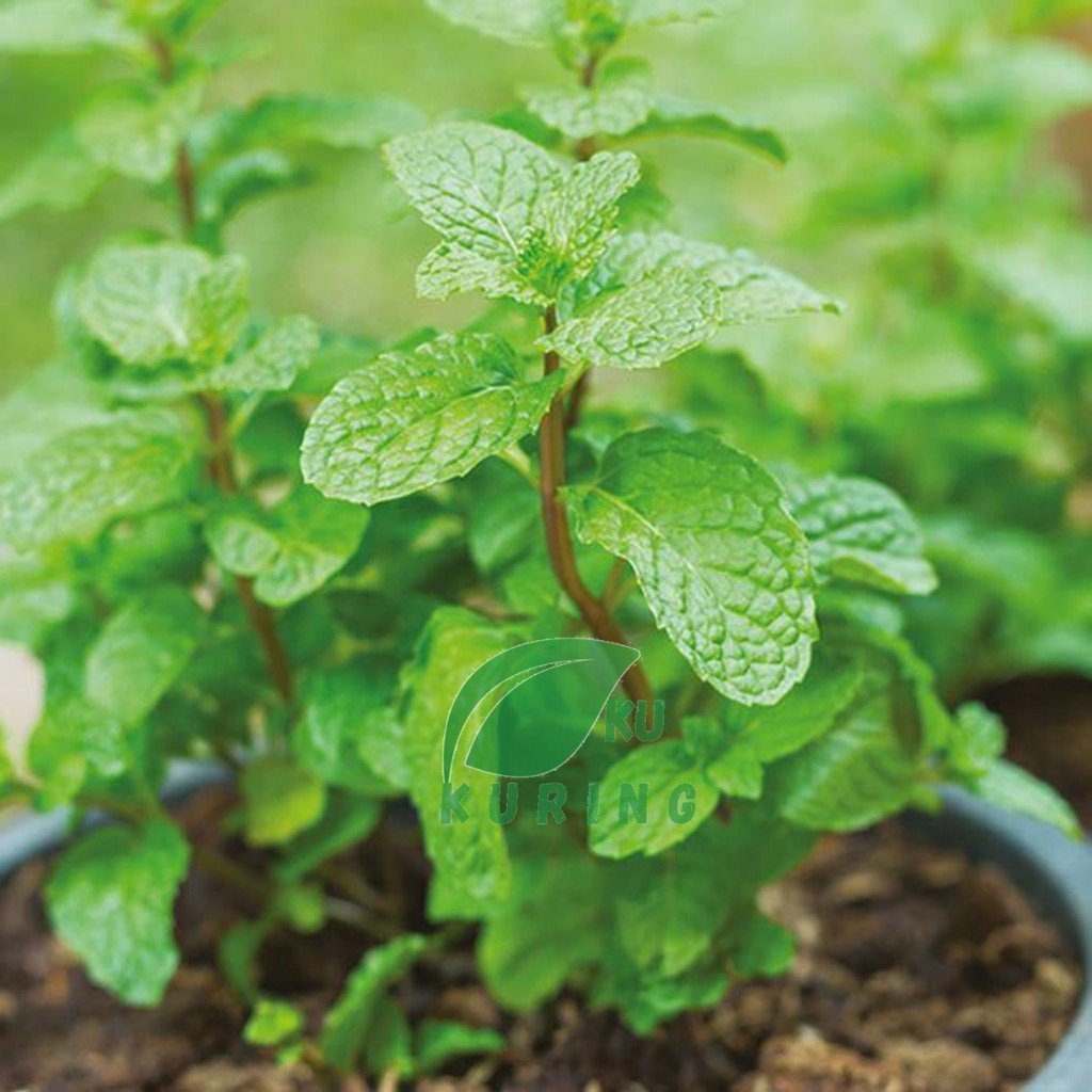 SAHABTANI Bibit Benih Tanaman Herbal Daunt Mint - Peppermint