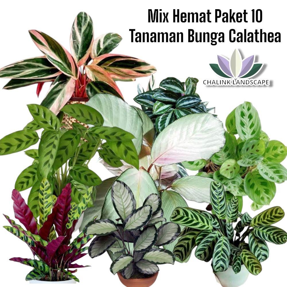 Promo paket hemat 10 jenis tanaman hias calathea / Bunga kalatea / Bunga Calathea Tanaman Hits