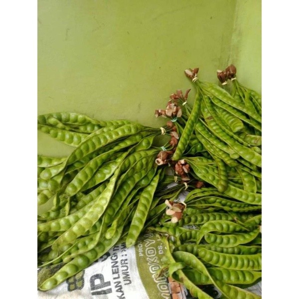 

TEBUS MURAH petai besar jual satuan