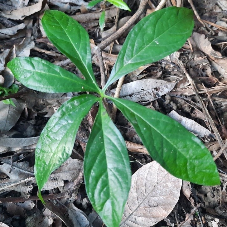 Tanaman hias bunga Tacca palmata blume /Gadung tikus