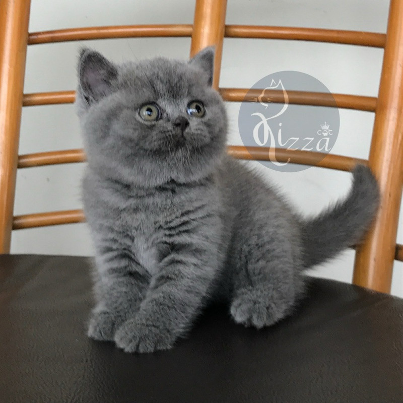 makanan kucing British shorthair(BSH) LUNA si pure anakan import parent ped superan