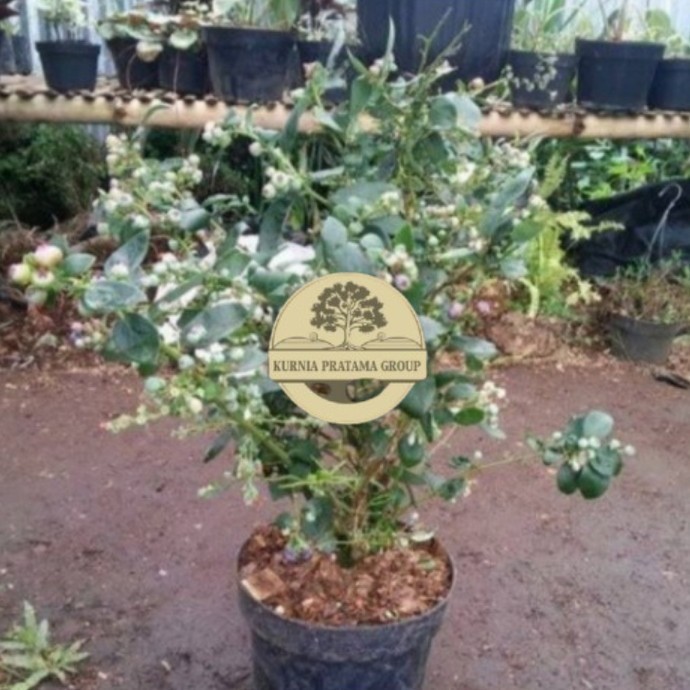 Bibit Blueberry Jamfruit Berbuah Super