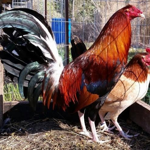 Fertil Telur ayam hias pilipin fertil untuk ditetaskan Langsung