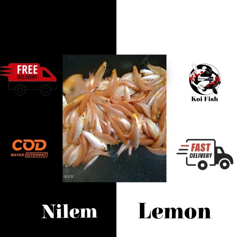 PROMO TERMURAH paket bibit terapi nilem lemon isi 200 size 2-3 cm berkualitas dan bergaransi