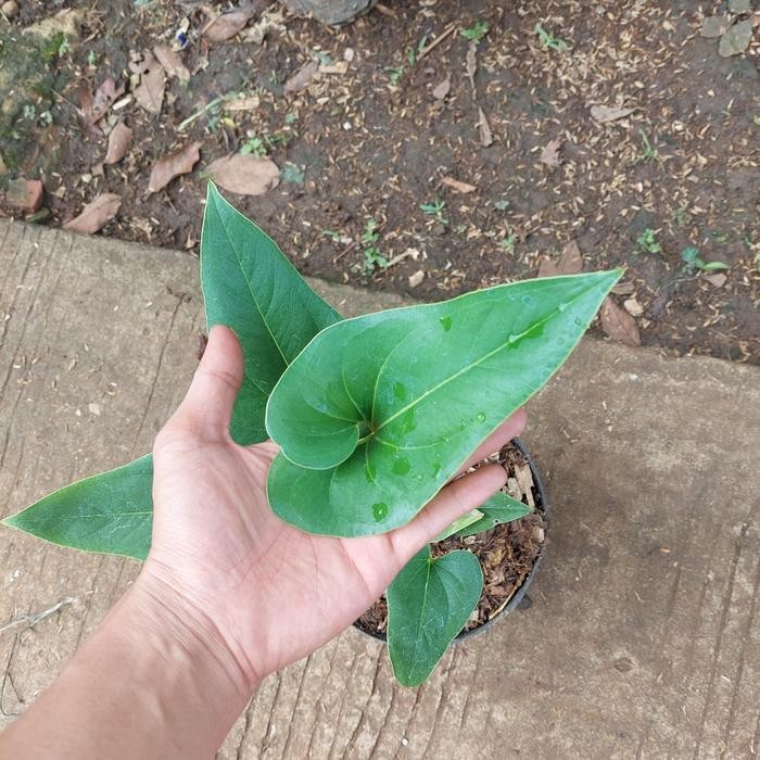 Tanaman Hias Anthurium Corong List Merah