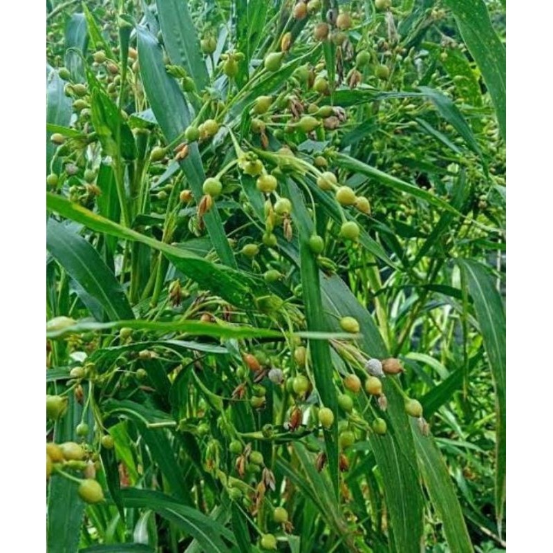 Bibit hanjeli cabutan