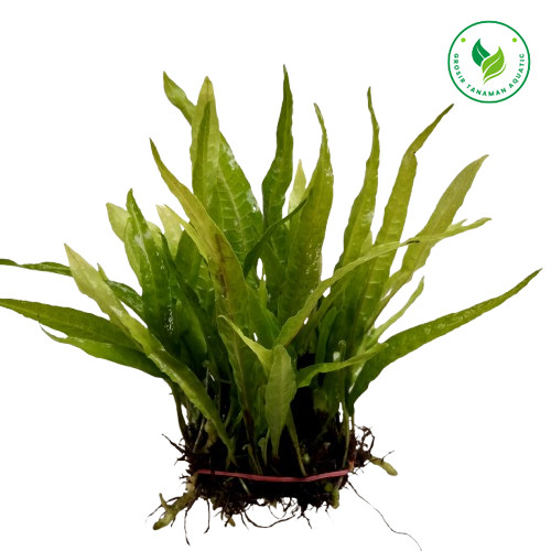 ( 1 Ikat )Tanaman Aquascape Hiasan Aquarium Kadaka Java Fern