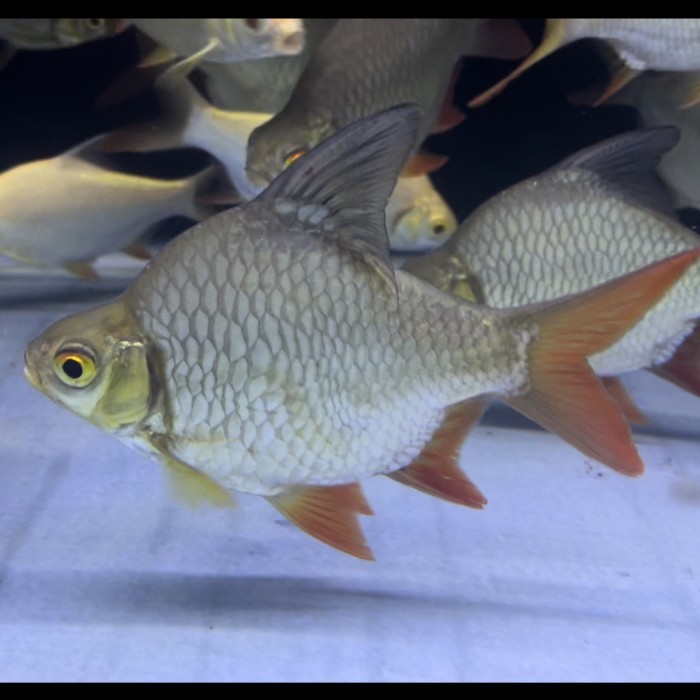 Kaviat Green Short body ballon 14cm