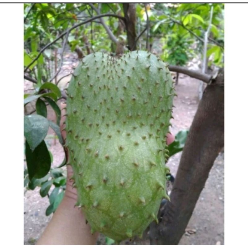 100+ Benih Sirsak Madu jumbo Super