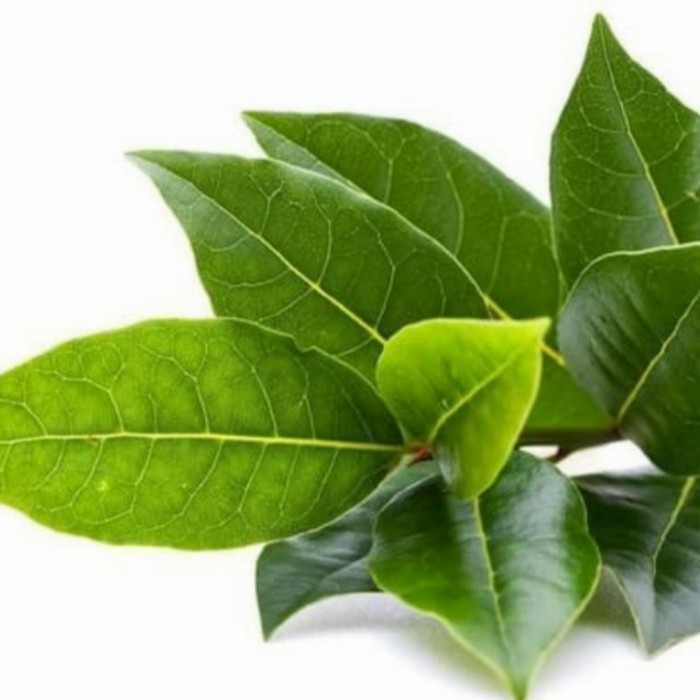 

bibit daun Salam Segar per 500 gram buat bumbu masakan dan obat herbal