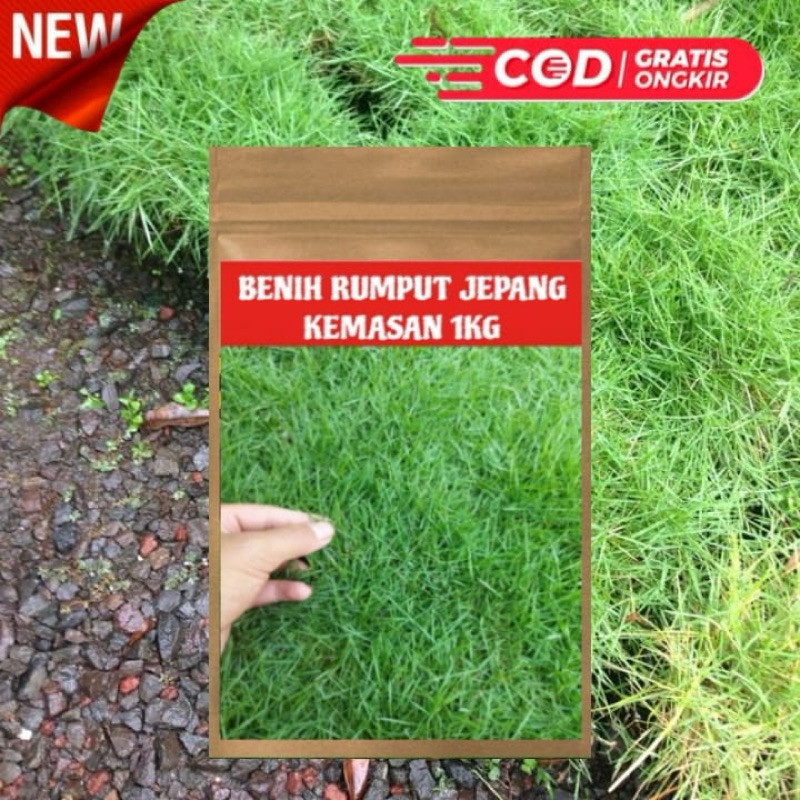 1kg benih rumput jepang/benih rumput jepang taman