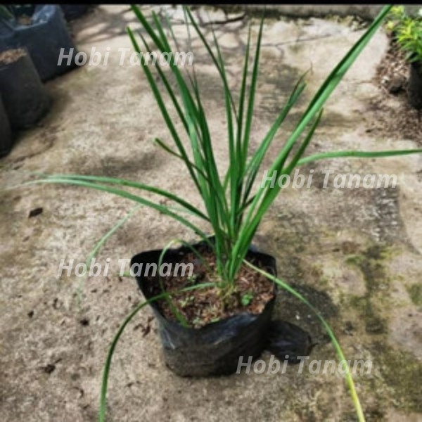 Bibit Daun Bawang Kucai bibit kucai bibit bawang kucai tanaman herbal tanaman obat bibit gando