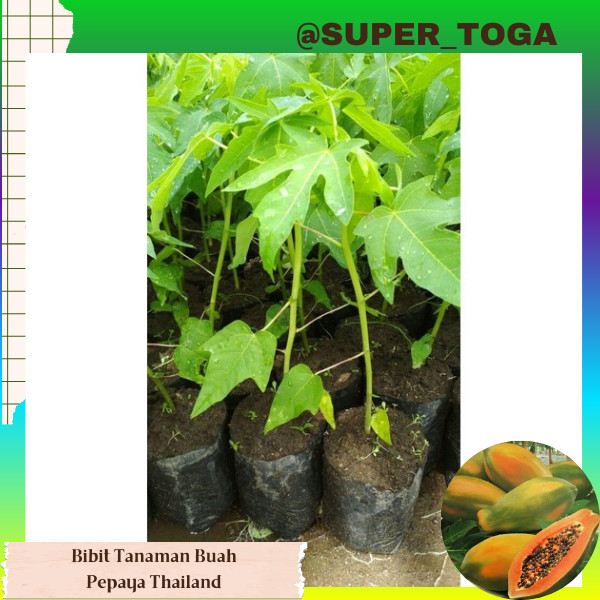 promo Bibit Tanaman Pepaya / Kates Thailand Super Unggul bibit pepaya thailand