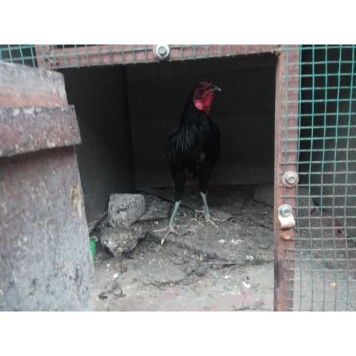 SALE -Ayam Kampung Jantan -Jago- Hidup