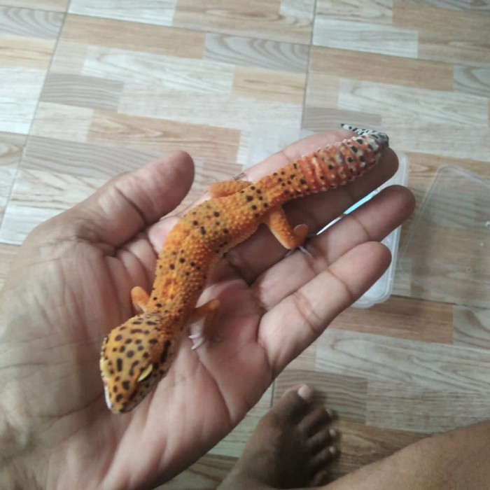 SALE -gecko leopard baby