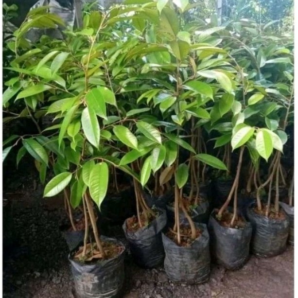 bibit durian kaki 3 super tembaga
