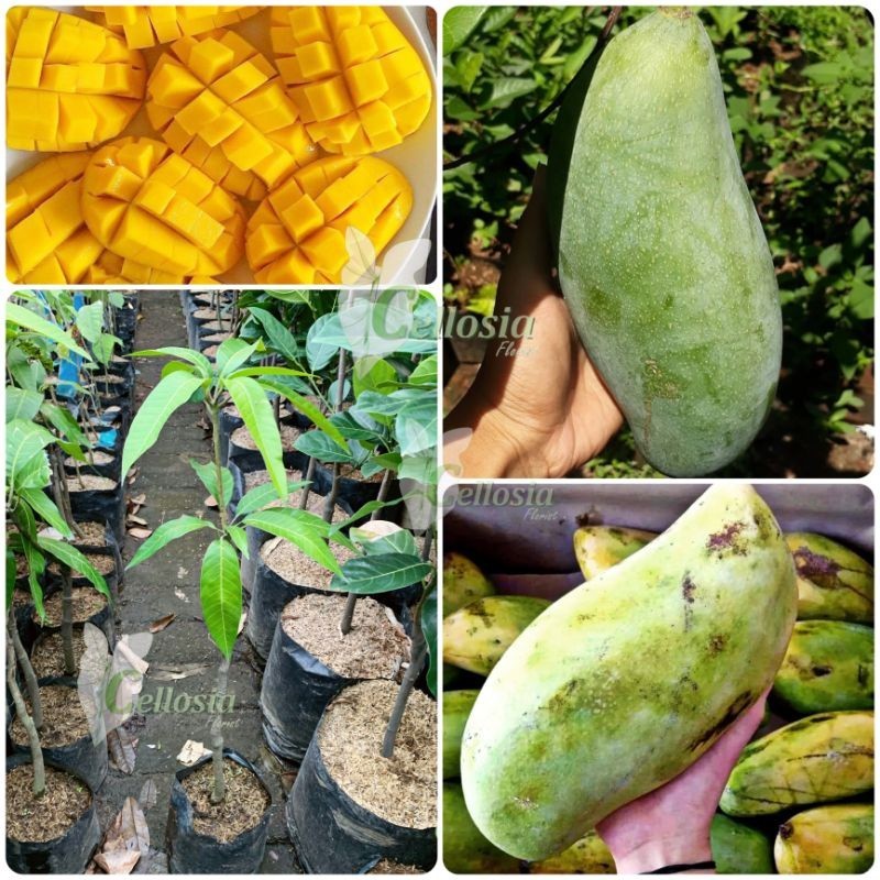 Bibit Tanaman Buah Mangga Mahatir Jumbo