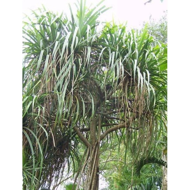 

Akar pandan duri/ akar pandan laut akar sudah dipotong bisa langsung di rebus untuk obat herbal