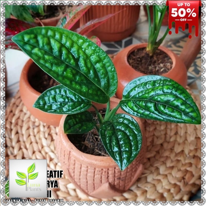 Tanaman sirih badak - Monstera sirih badak