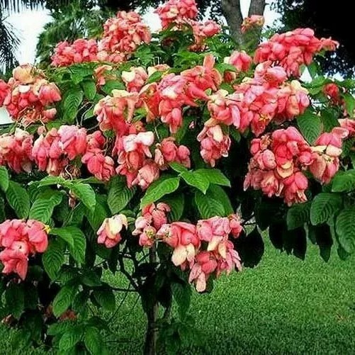 Bibit tanaman nusa indah - Tanaman hias Nusa indah - tanaman Mussaenda