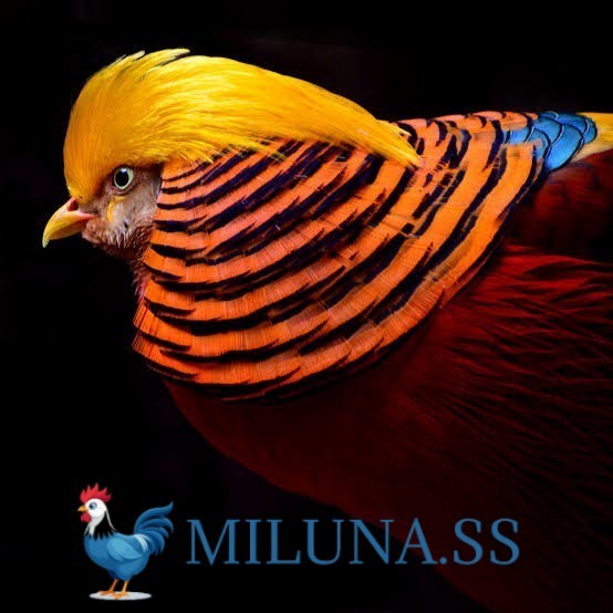 

FERTIL TELUR AYAM ringneck golden pheasant hias siap kirim
