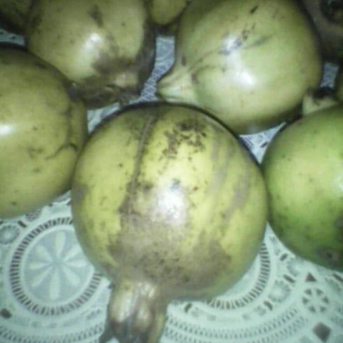 

Buah delima putih Ukuran Sedang