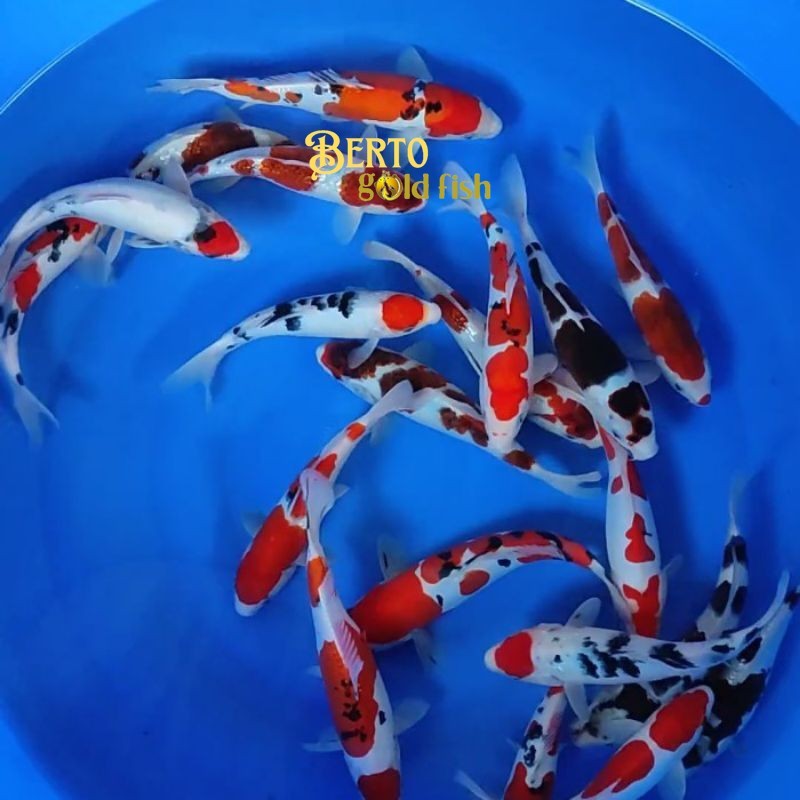 Hiasan kolam Hiasan Kolam Koi Warna Uk 20-23 cm asli koiblitar gen import bisa cod