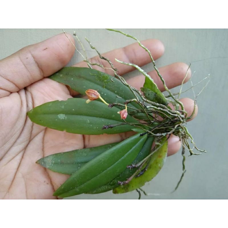 Anggrek Mini Wangi Anggrek Lipat siap berbunga