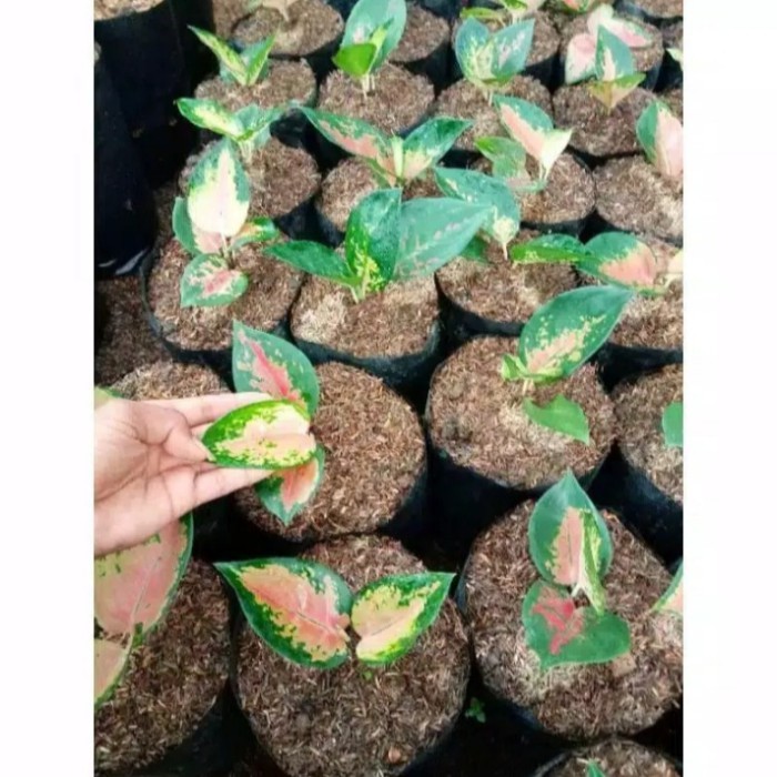 Bibit Aglonema Sultan Brunei, Tanaman Hias aglonema sultan brunei