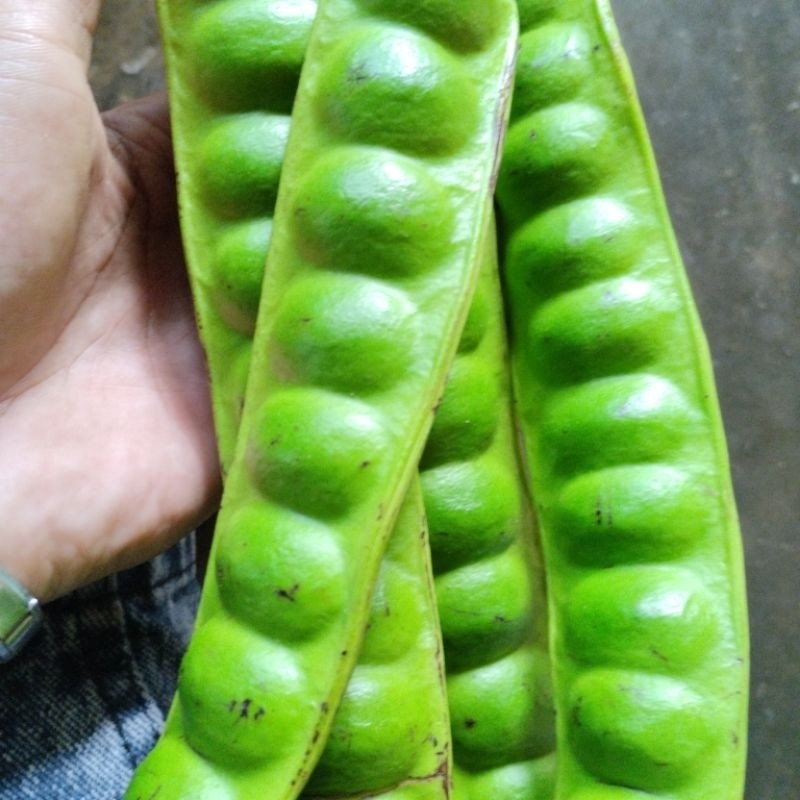 

READY Pete Tua Ukuran Super 1 Lonjor