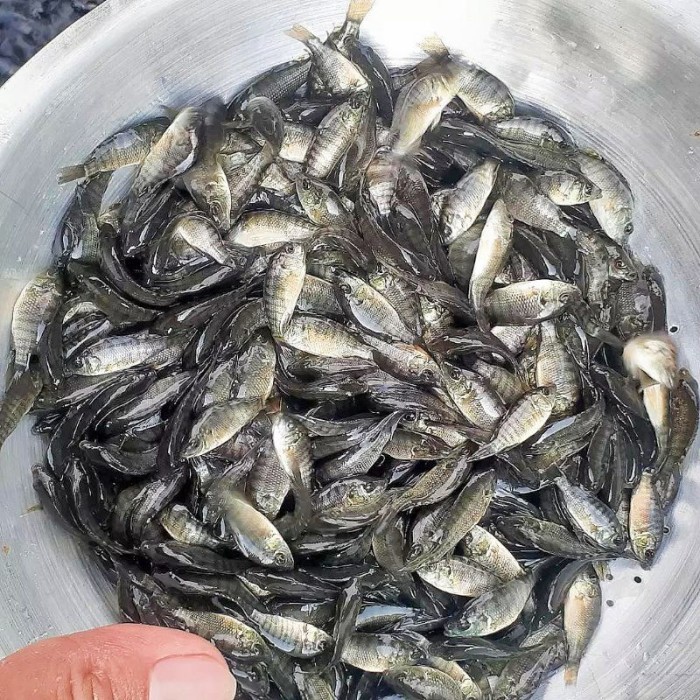 Bibit / benih ikan Nila Hitam 2 jari Per 100 Ekor