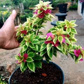 A.M tanaman hias bunga bougenville singapore variegata