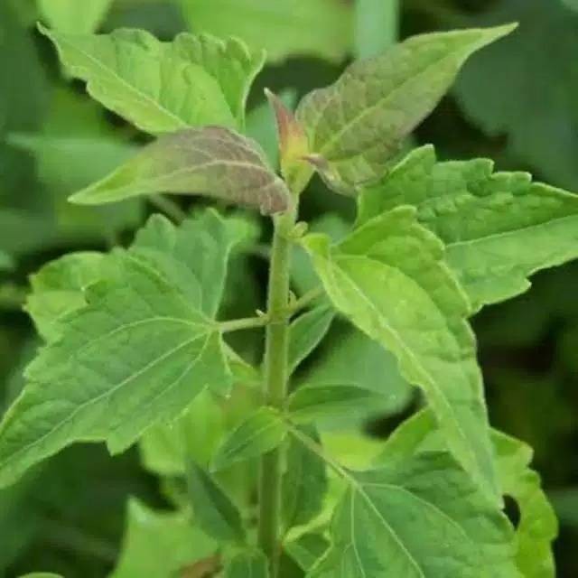 

200gr DAUN BALAKACIDA segar DAUN HERBAL DAUN KOPSANDA kanker serviks