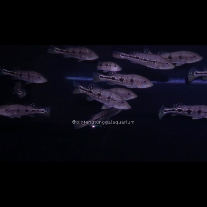 Peacockbass Blue Azul / pbass Blue Azul 13-14cm good marking