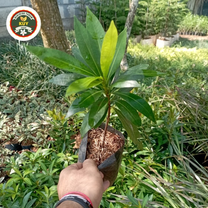 Santos Lemon Tanaman Hias Santos Lemon Tamanan Santos Lemon