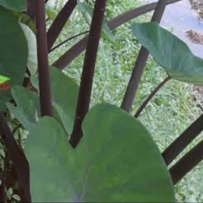 bibit talas ungu lompong/Talas Kimpul bibit lompong