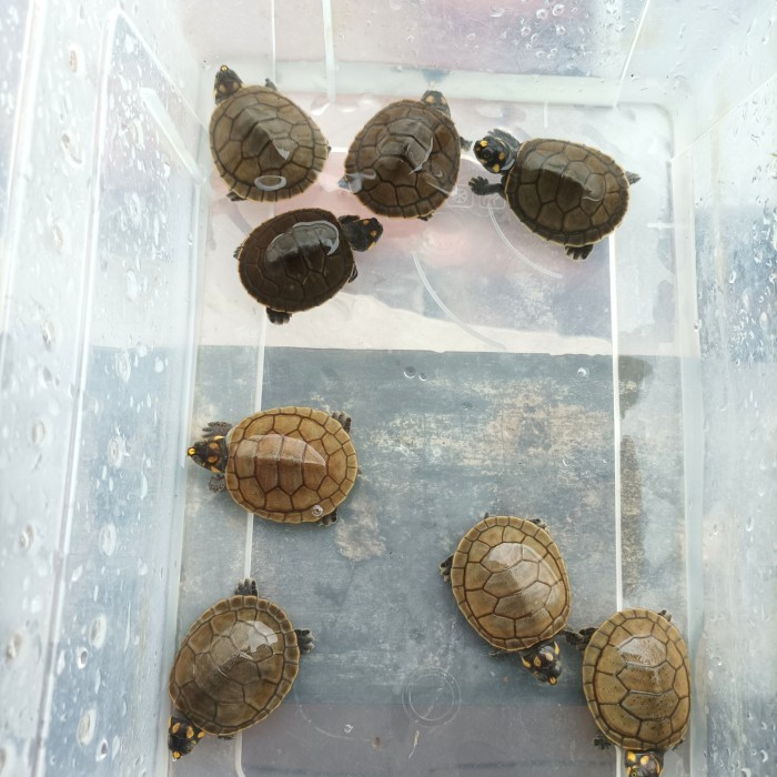 SALE -KURA BADUT UNIFILIS BAGUS