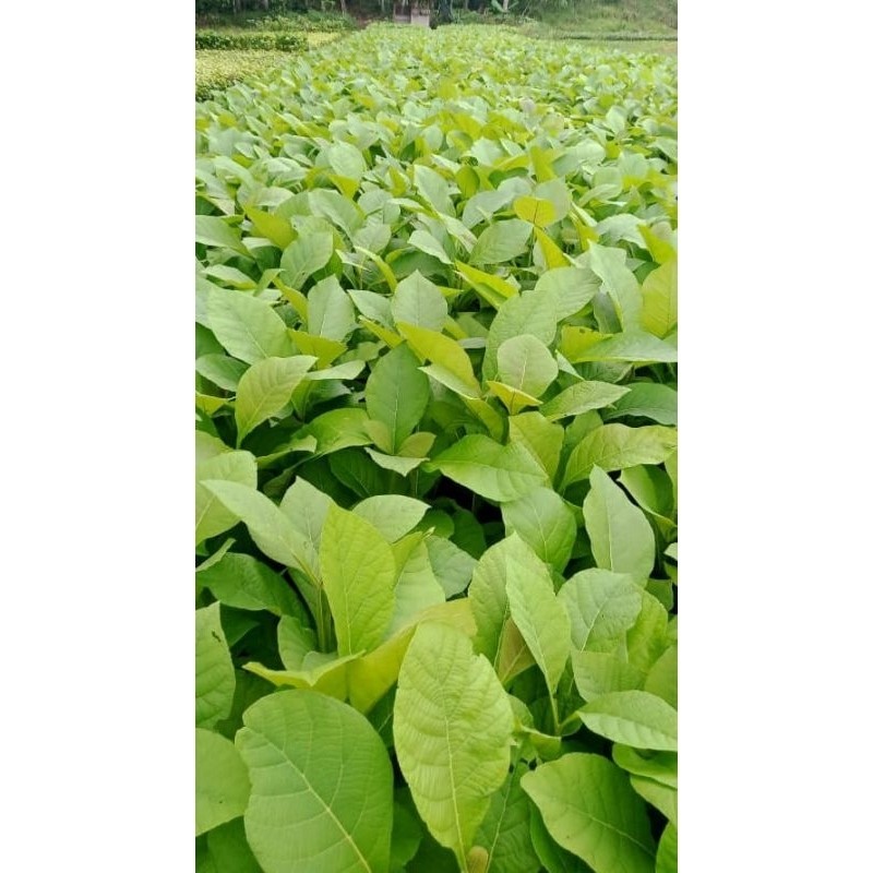 bibit pohon jati putih