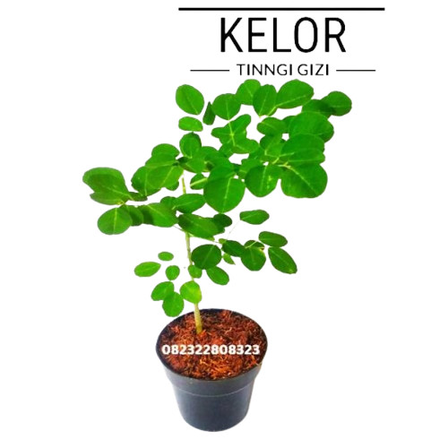 Bibit Pohon kelor, Tanaman Kelor Moringa Siap Tanam