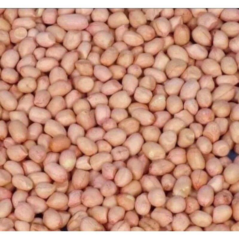 

Kacang Tanah Mentah Gurih 500Gram/1Kg Produk Asli Madura