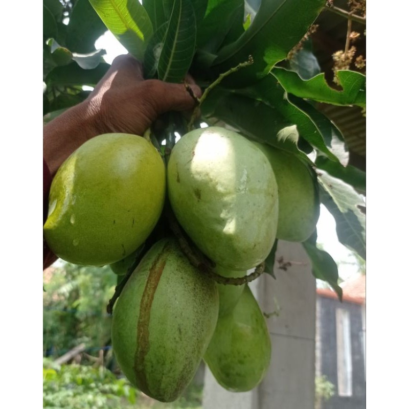 

PROMO AMBYAR mangga muda-cengkir,indramayu 1kg segar bru petik,cocok buat rujak TERBAIK