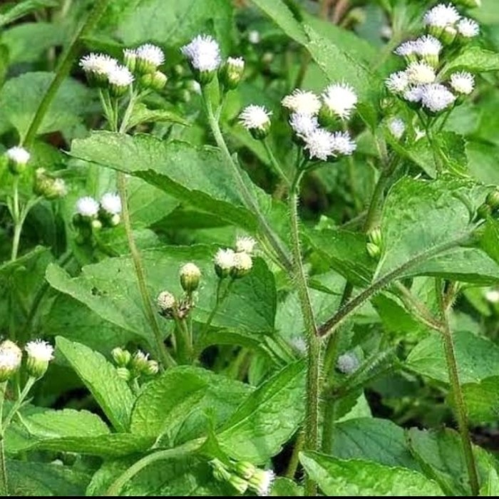 

daun bandotan segar obat herbal 100 gram terbaik