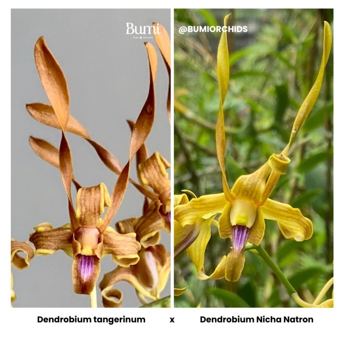 BUMI ORCHIDS Anggrek Dendrobium tangerinum x D. Nicha Natron - Seedling Foresta Orchids Bibit Dendro