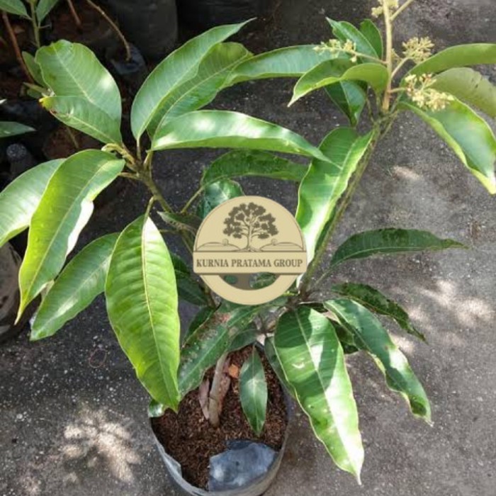 Bibit Mangga Mahatir Berbunga kurnia pratama