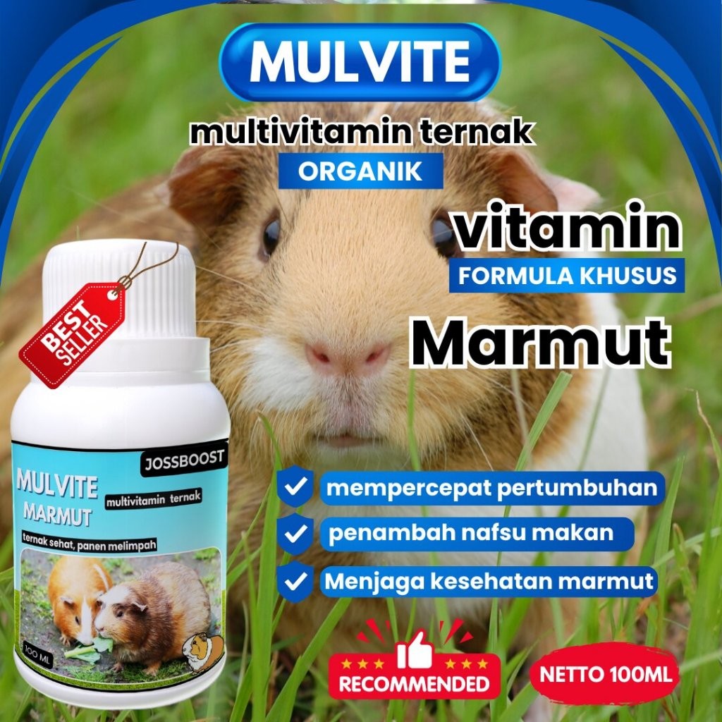 MULVITE Vitamin Probiotik Vitamin Suplemen Marmut Hias Anggora Fuzzy Lop Holland Netherland Dwarf Ke