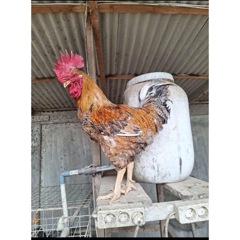 Fertil TELUR FERTIL AYAM LARMOD 2 UNTUK DI TETASKAN