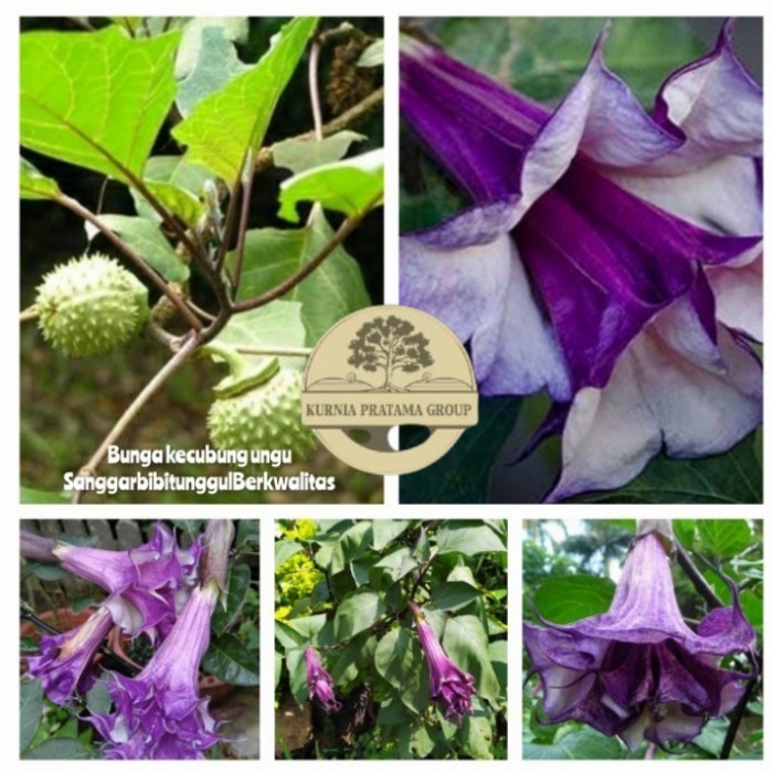 Bibit Herbal Kecubung Ungu