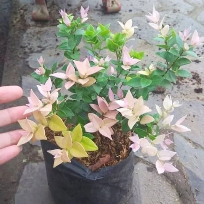 

PROMO! Tanaman Hias Daun Elsa Trecolour Tanaman Hidup Daun Elsa Oliana